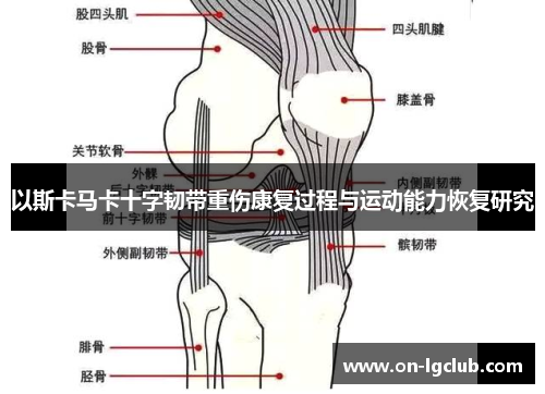 以斯卡马卡十字韧带重伤康复过程与运动能力恢复研究